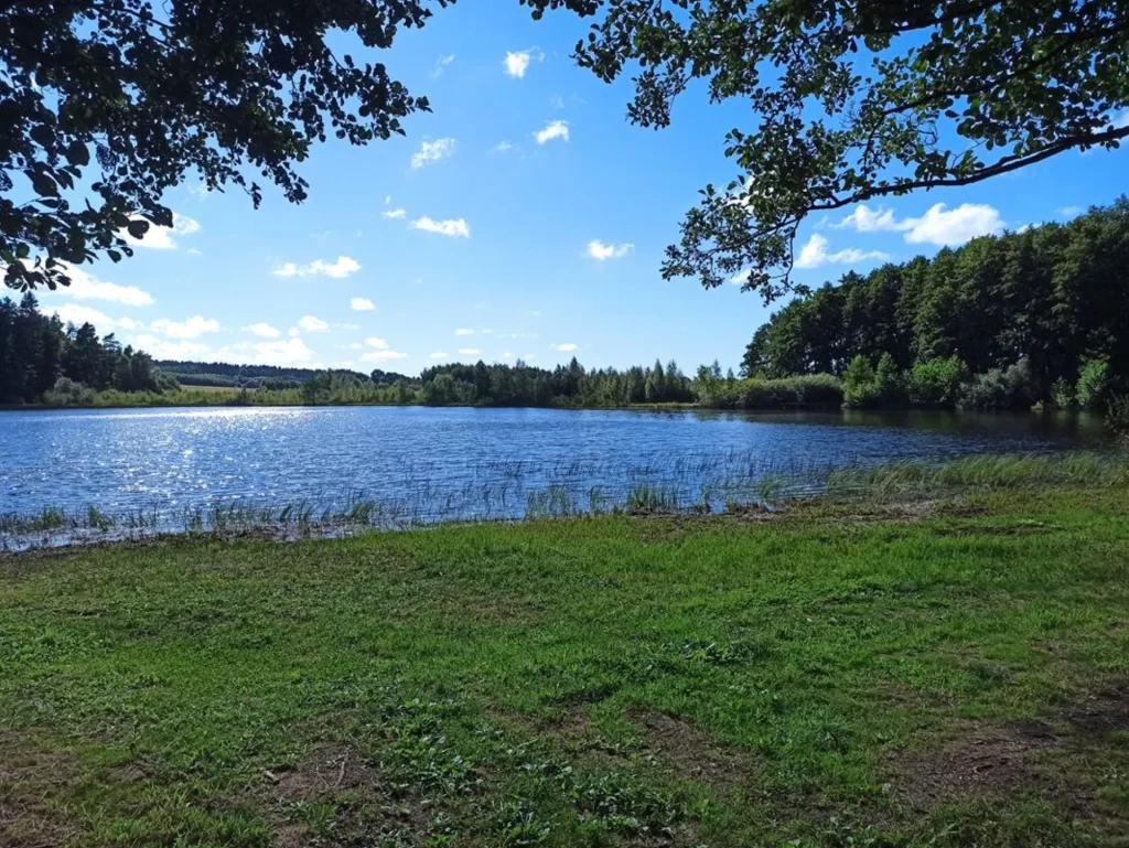 Widok na jezioro z lasem
